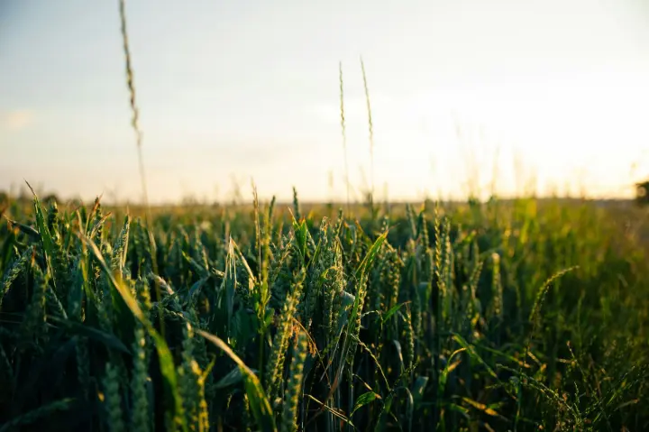 Indian agriculture