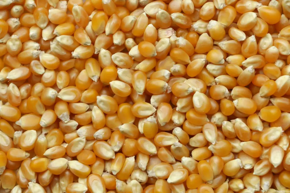 maize